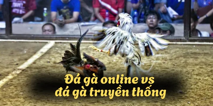 Đá gà online vs đá gà truyền thống: Đâu mới là sự lựa chọn tốt nhất